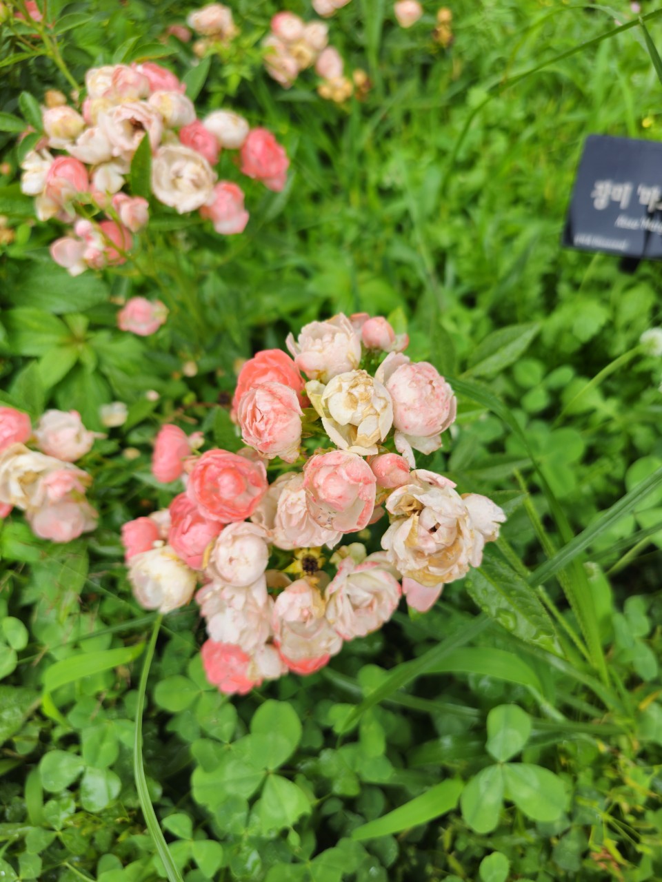 팬데믹 이후 선진국 복지정책 흐름
