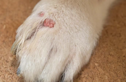 개의 발끝에 있는 사마귀