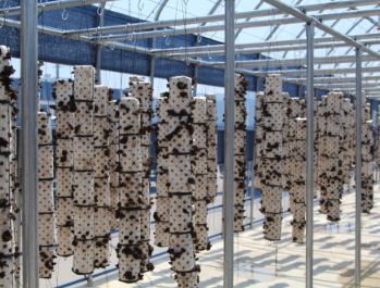 긍정농부차씨 목이버섯