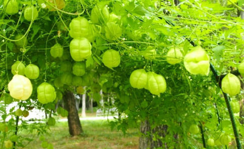 가을에 피는 꽃 풍선덩굴