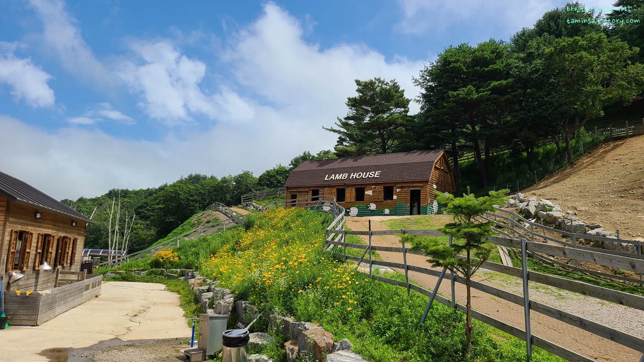 대관령-순수양떼목장