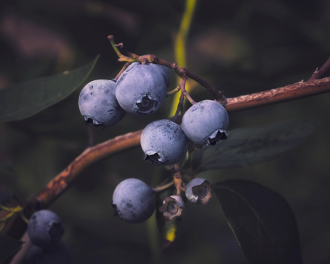 Blueberry