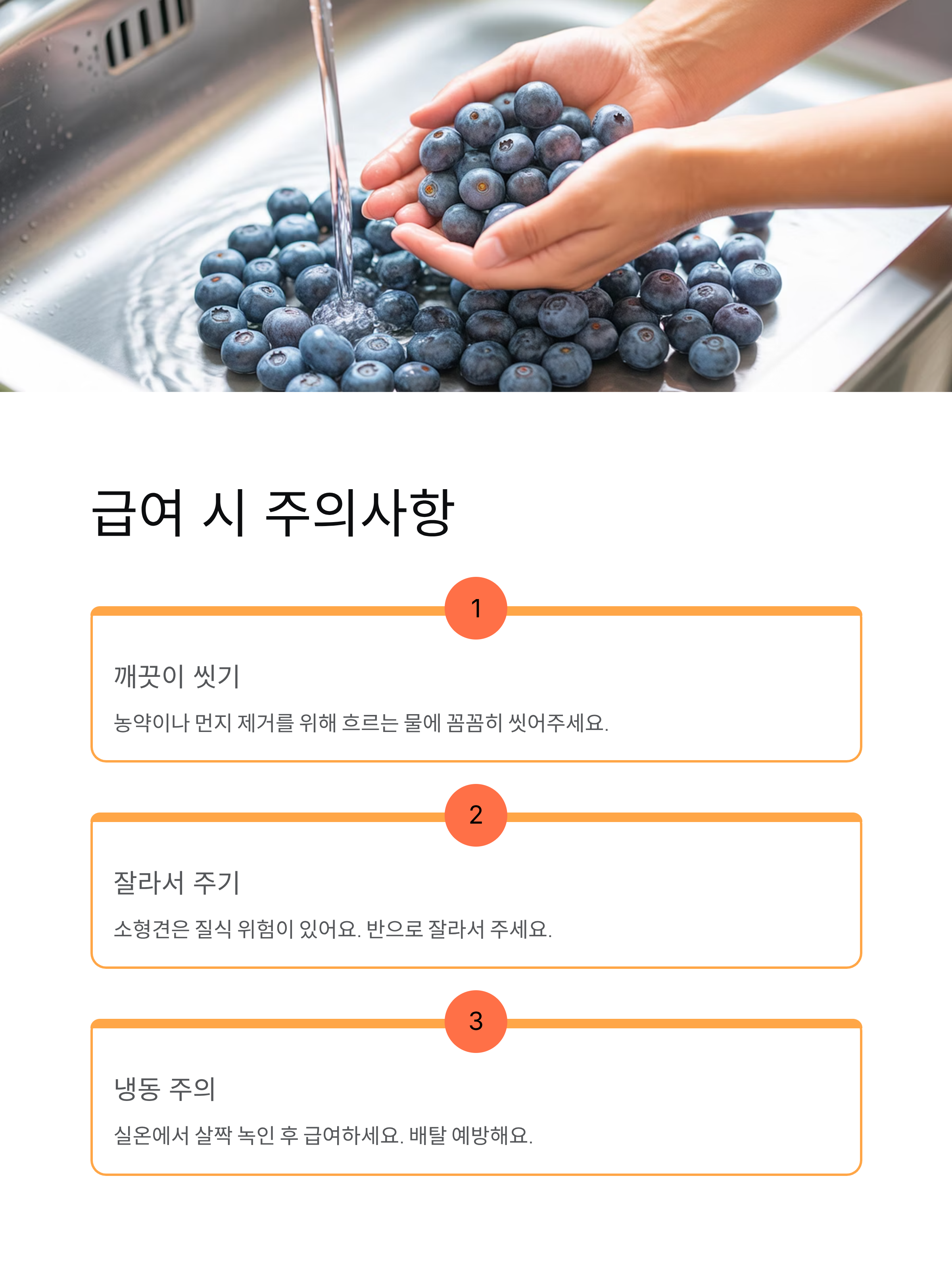 강아지 블루베리 급여 가능할까? 효능과 주의사항 총정리