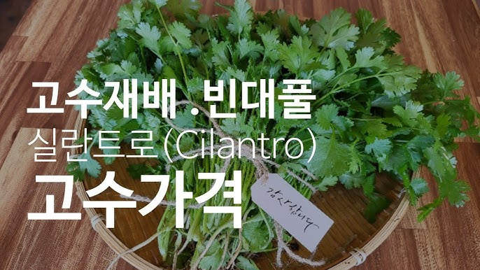 고수재배. 빈대풀
실란트로(Cilantro)
고수가격