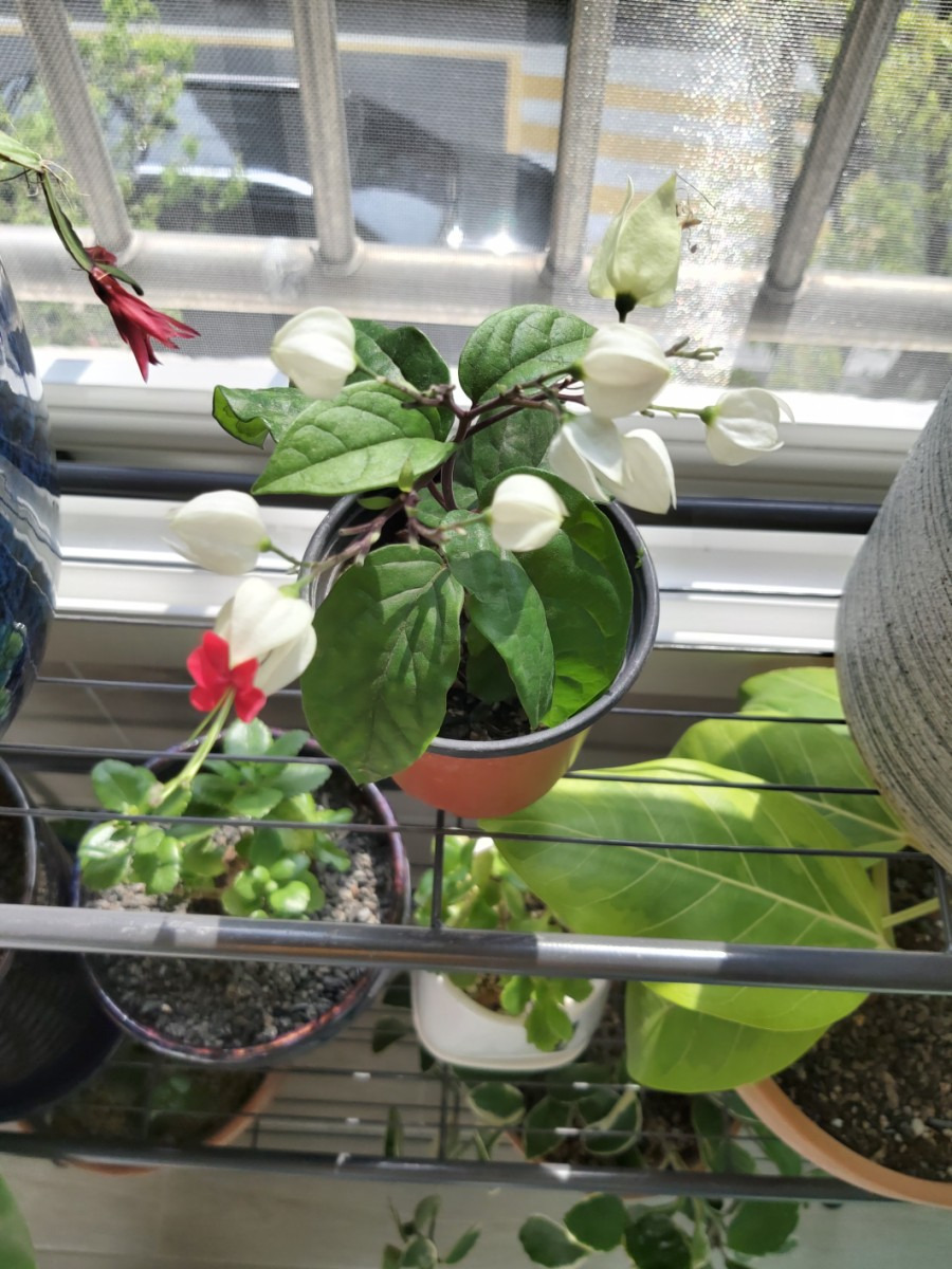 클레로덴드론꽃