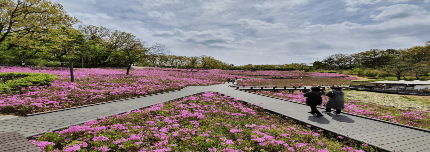 불암산 철쭉 축제