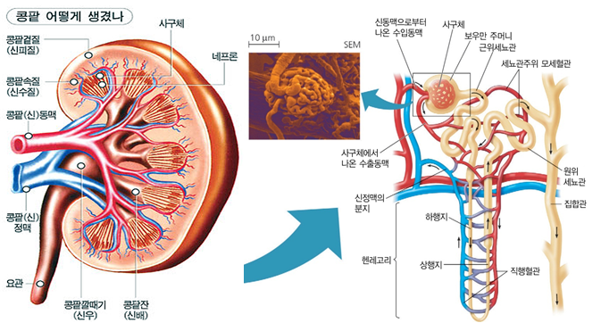 콭팥의 단면그림