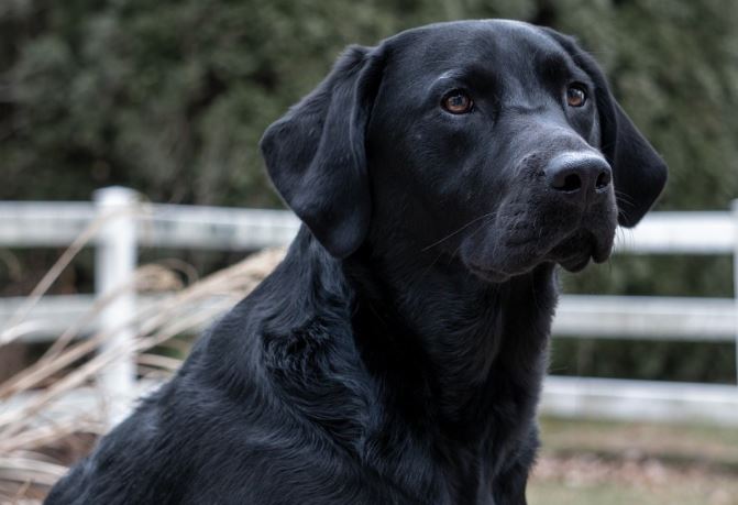 래브라도 리트리버 사진