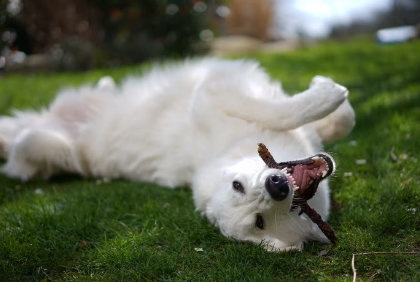 개가 배꼽을 잡는 이유.