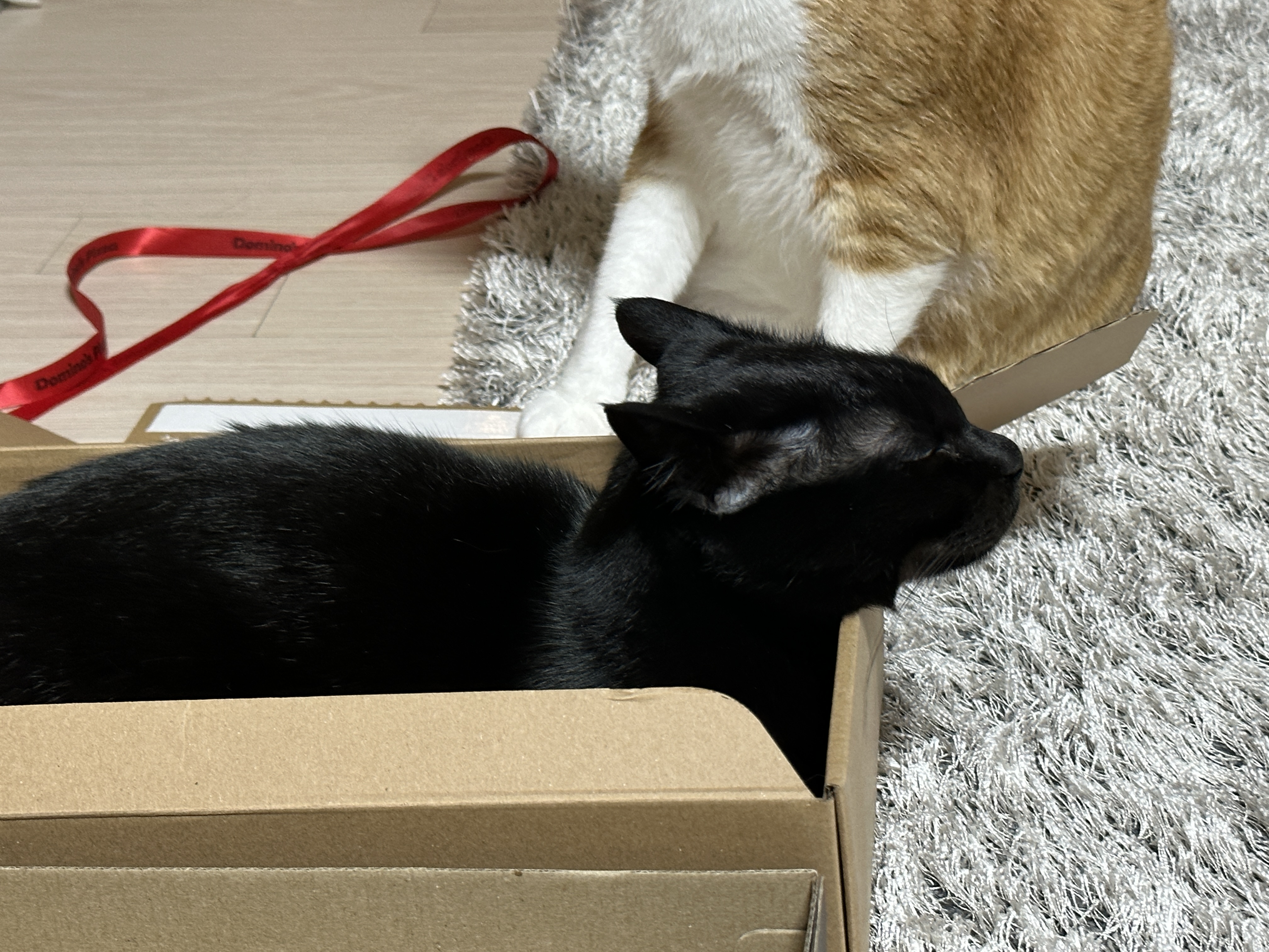 나이키-vs-아디다스!-건이의-선택을-받은-박스는?!-(feat.-막둥이,-호야,-요미)