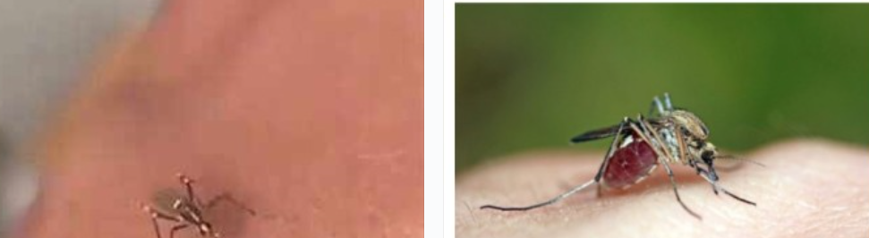 모기가 무는 장면