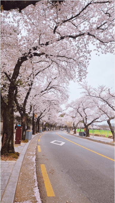 경주 벚꽃 개화 시기 및 축제 및 명소와 관련된 사진