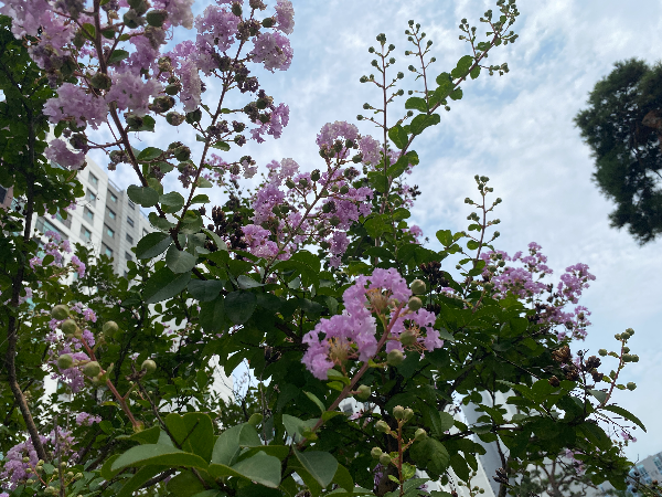 배롱나무 연보라꽃