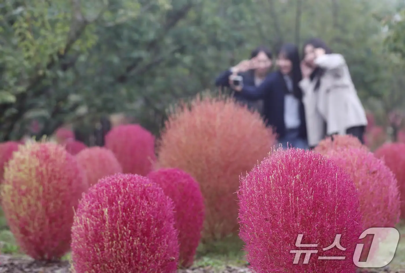 에버랜드 하늘정원길에 코키아가 붉게 물든 이미지 입니다.