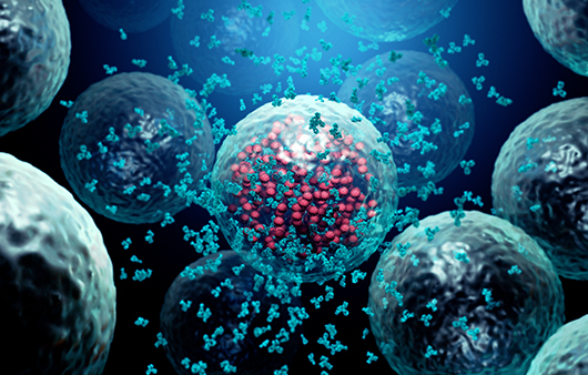 단감 효능 칼로리 보관법 곶감 홍시 효능 부작용