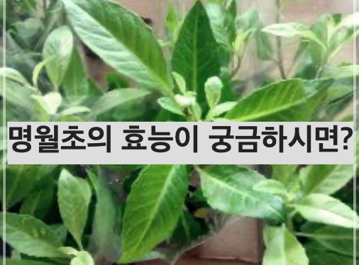 명월초의 효능이 궁금하시면?