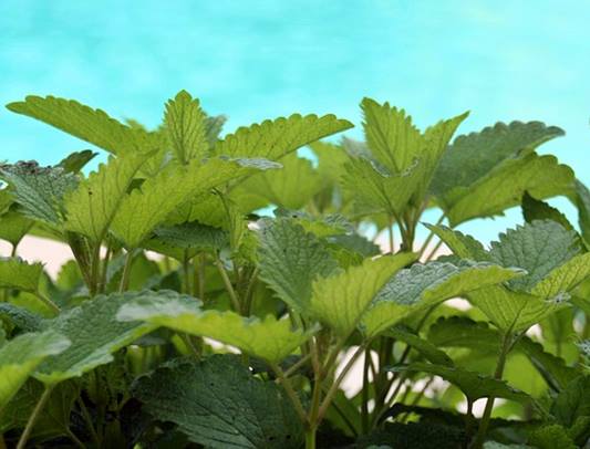 레몬밤 효능 및 로즈마린산, 레몬밤 다이어트