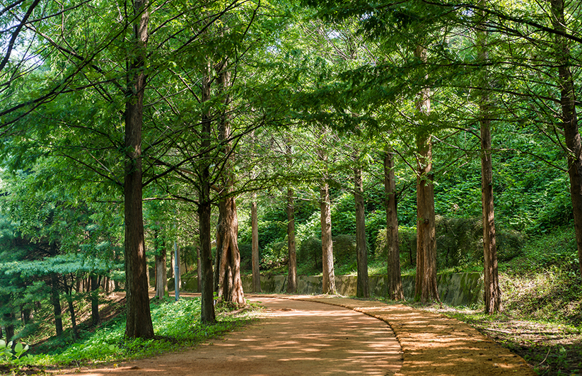 메타세콰이어 황토길