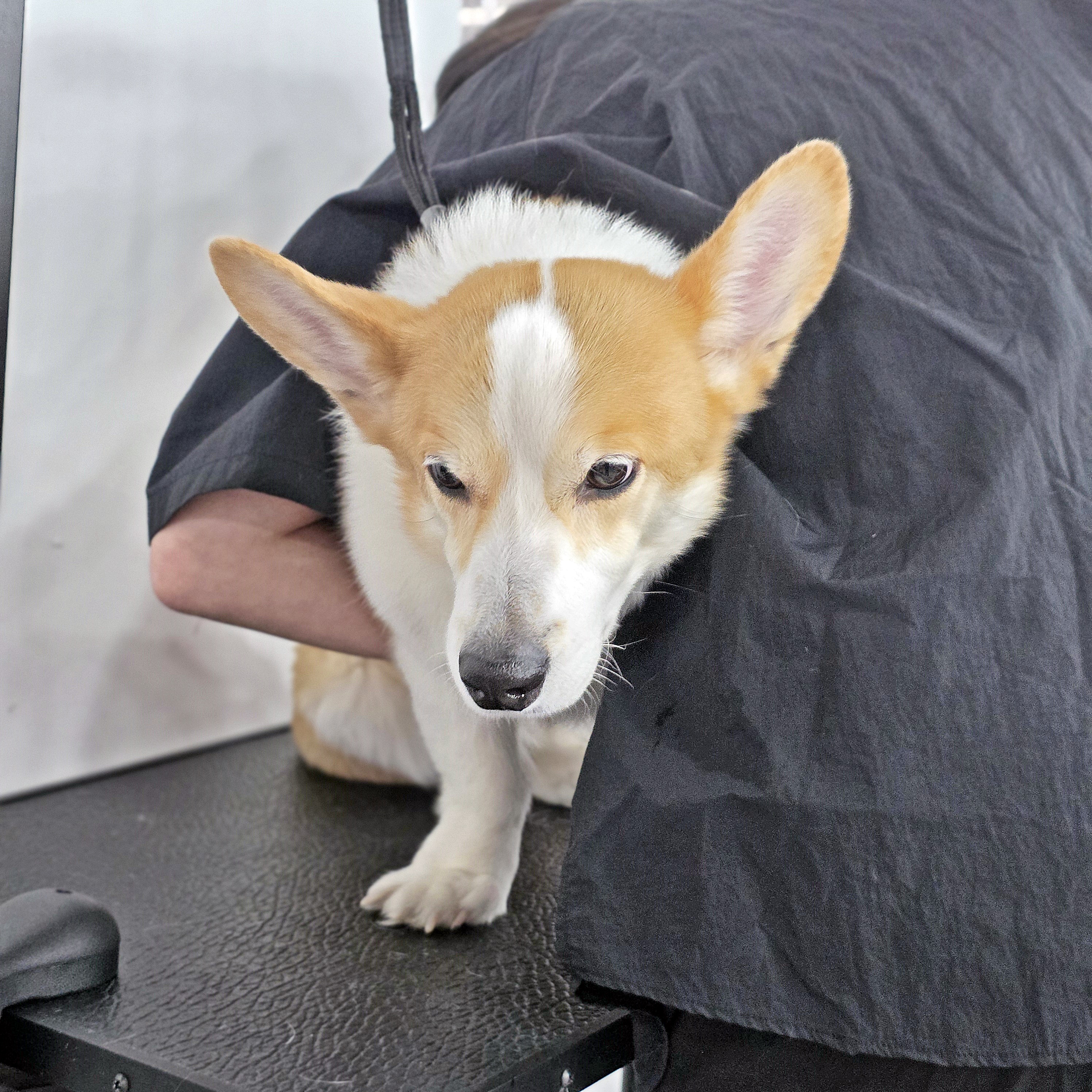 송파애견미용학원