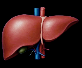 간수치 정상범위