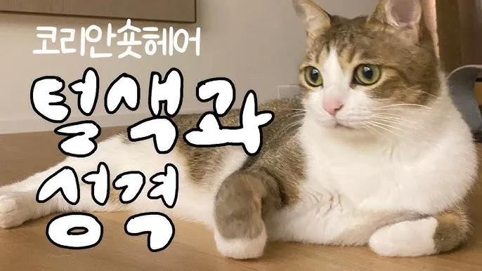 코리안숏헤어 코숏 고양이 종류 몸무게 고등어_7