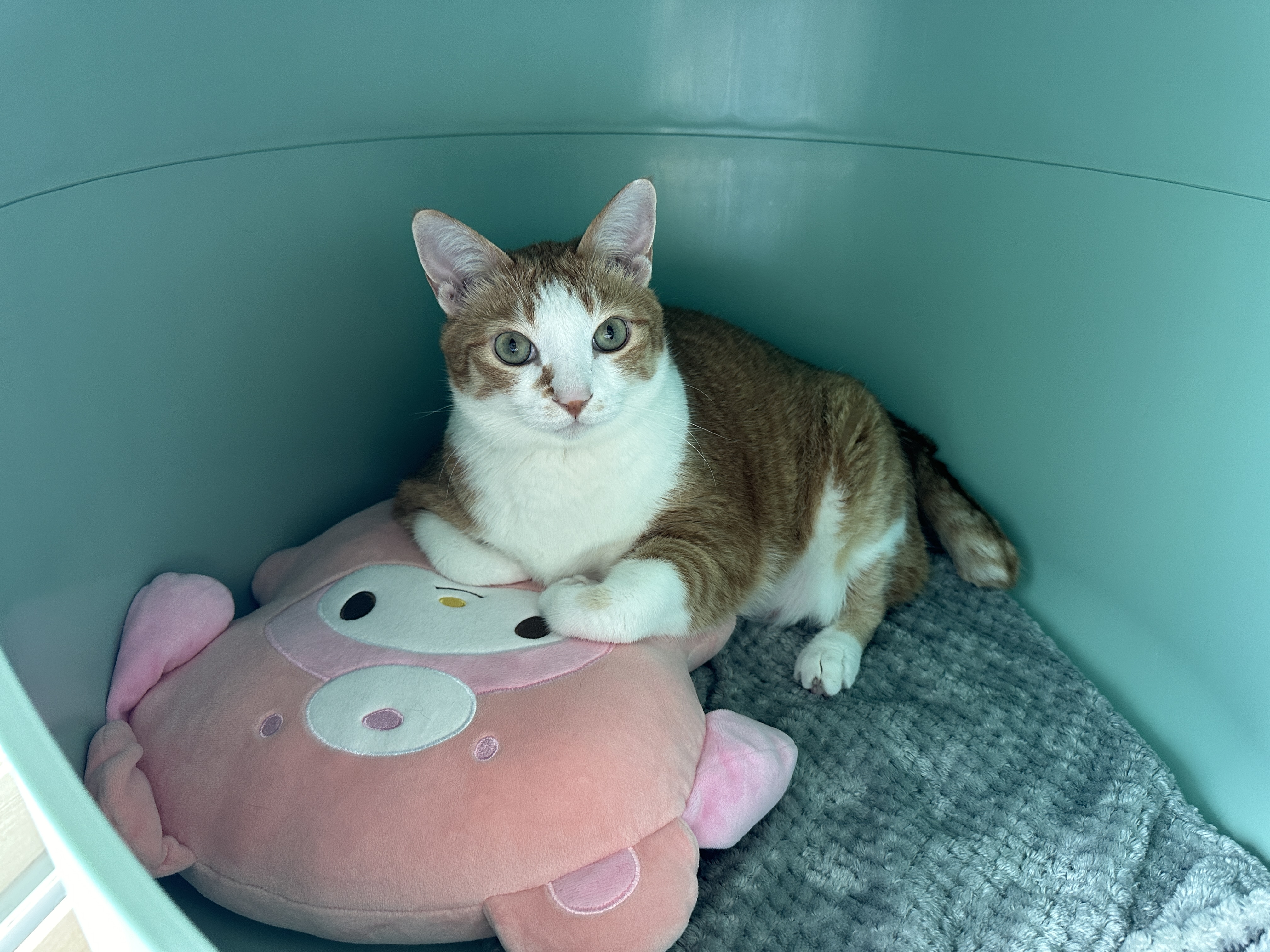 하우스에_넣어준_인형에_기대고_자리_잡고_있는_호야