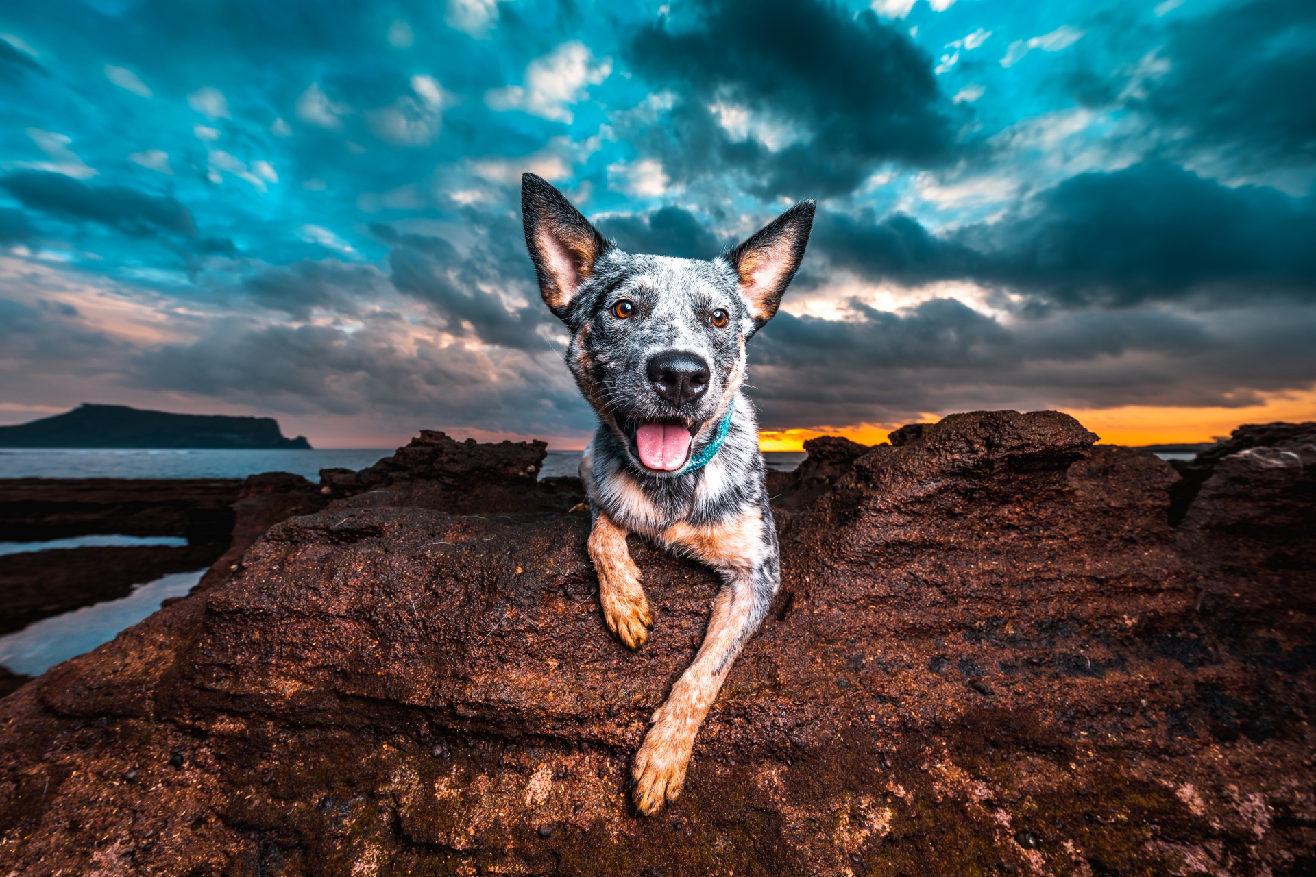 반려견 프로필 사진