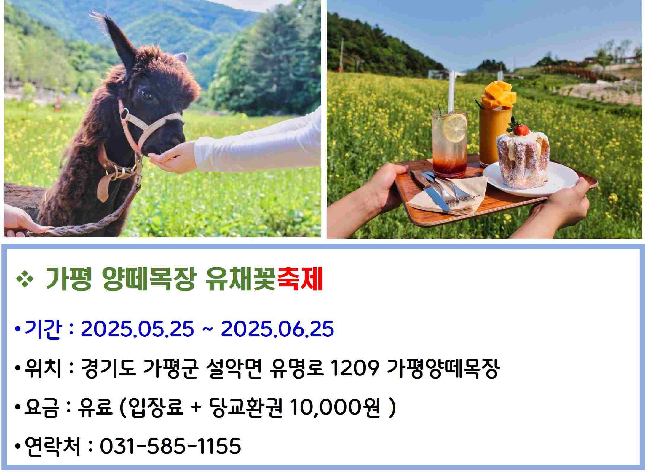 가평 양떼목장 유채꽃축제