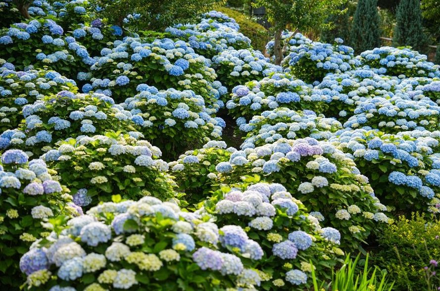 장생포오색수국정원