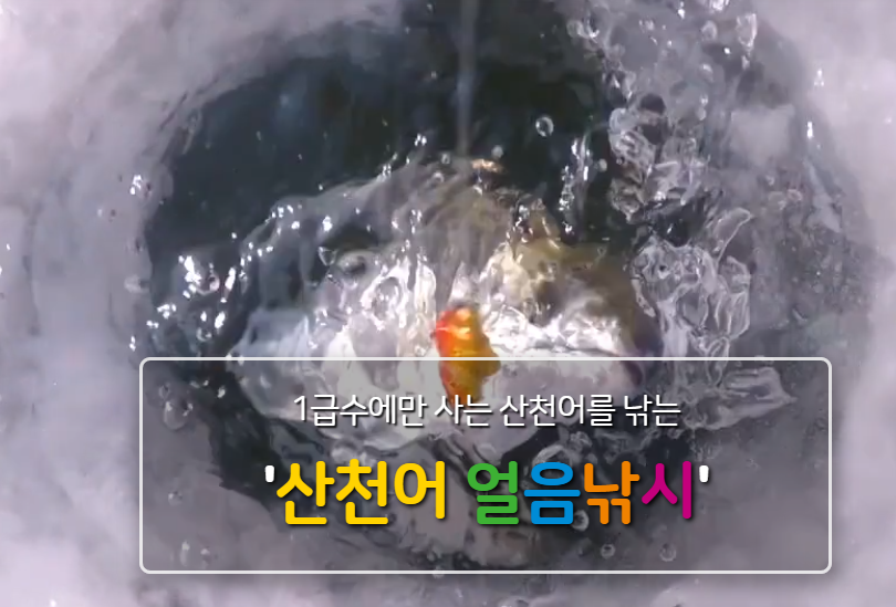 2025 화천 산천어 축제 예약 및 일정, 숙박무료낚시이벤트 안내