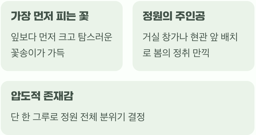 봄을 알리는 압도적인 화려함
