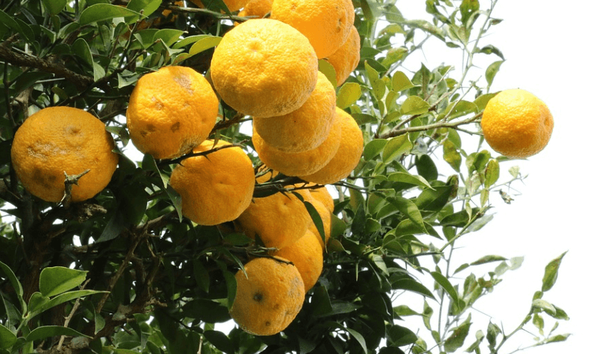 12월 제철 음식인 유자가 나무에 열려 있다