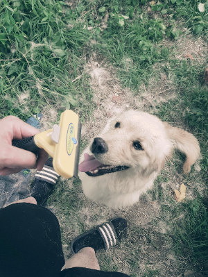 강아지가 털이 빠지는 7가지 이유.