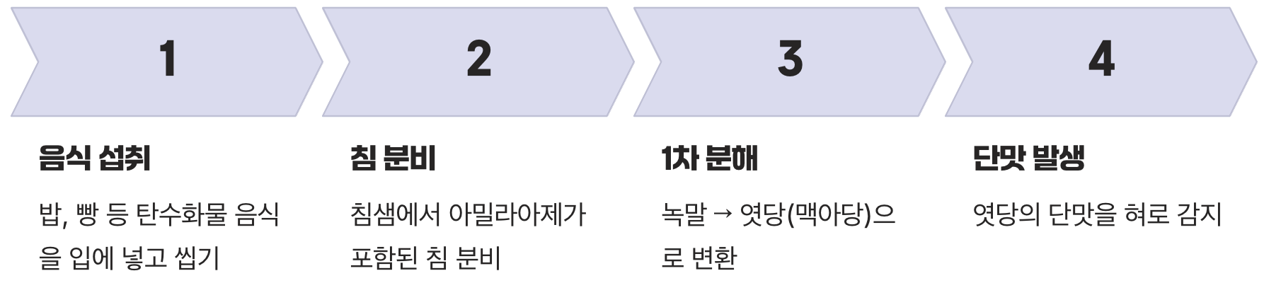 입안에서 시작되는 첫 번째 분해 작업