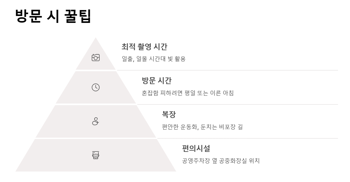 양양 남대천 유채꽃밭