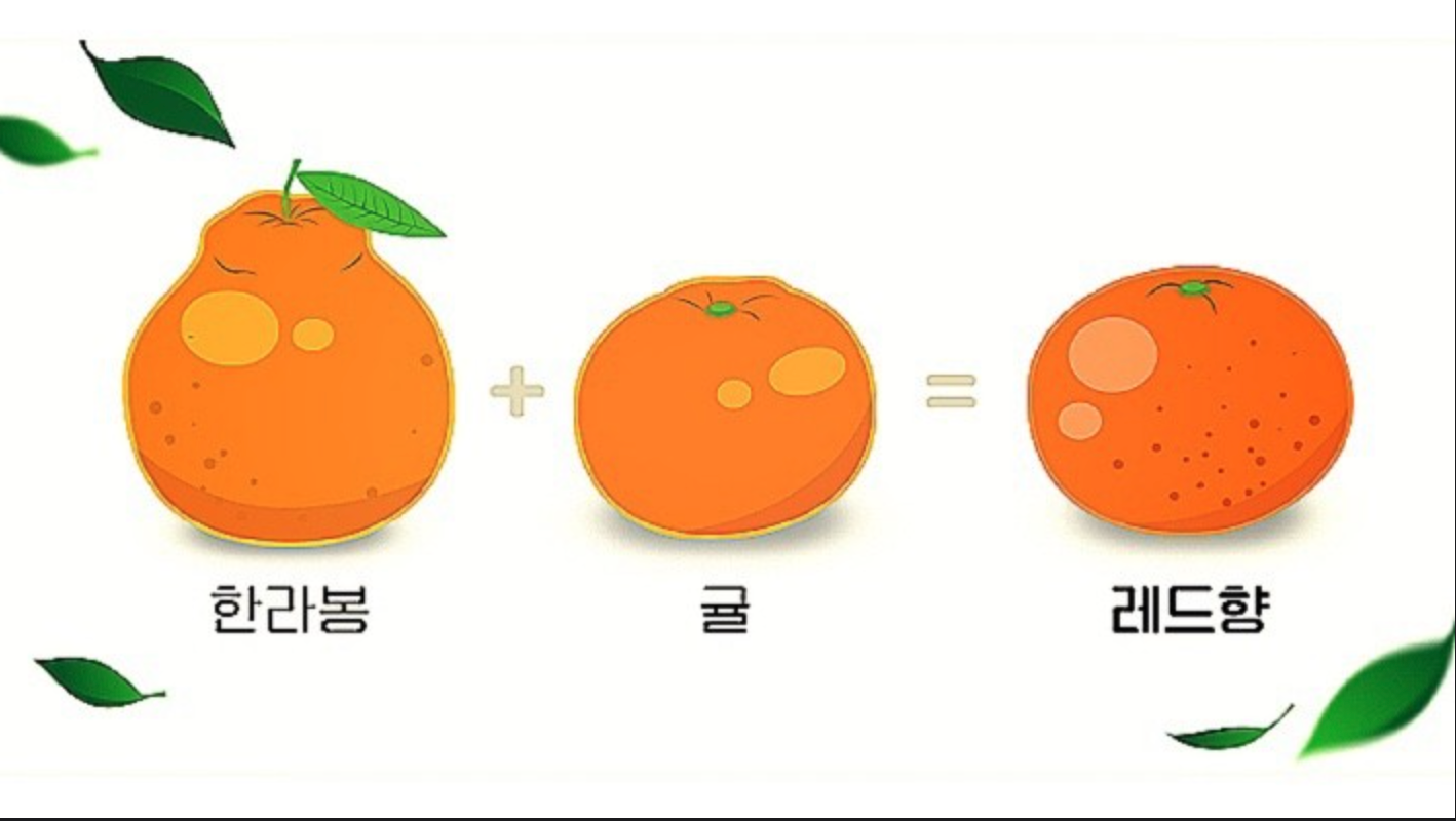 한라봉 귤 레드향