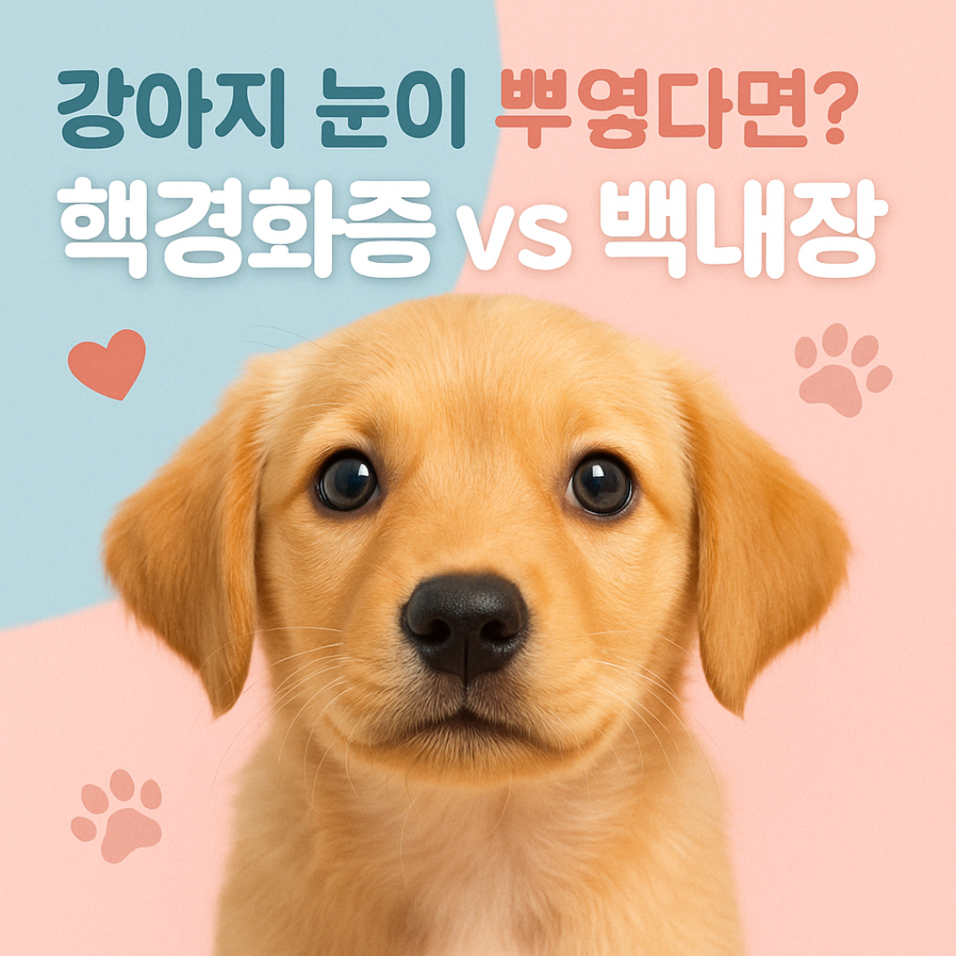 강아지 눈이 뿌옇다면