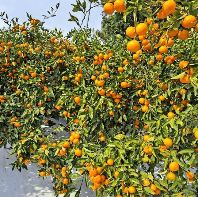 제주 감귤농장