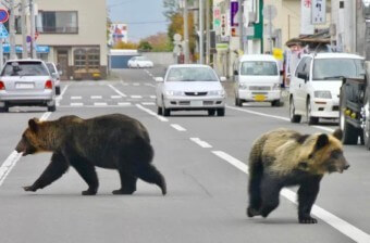 곰-두마리가-도로를-어슬렁-어슬렁-활보하는-모습