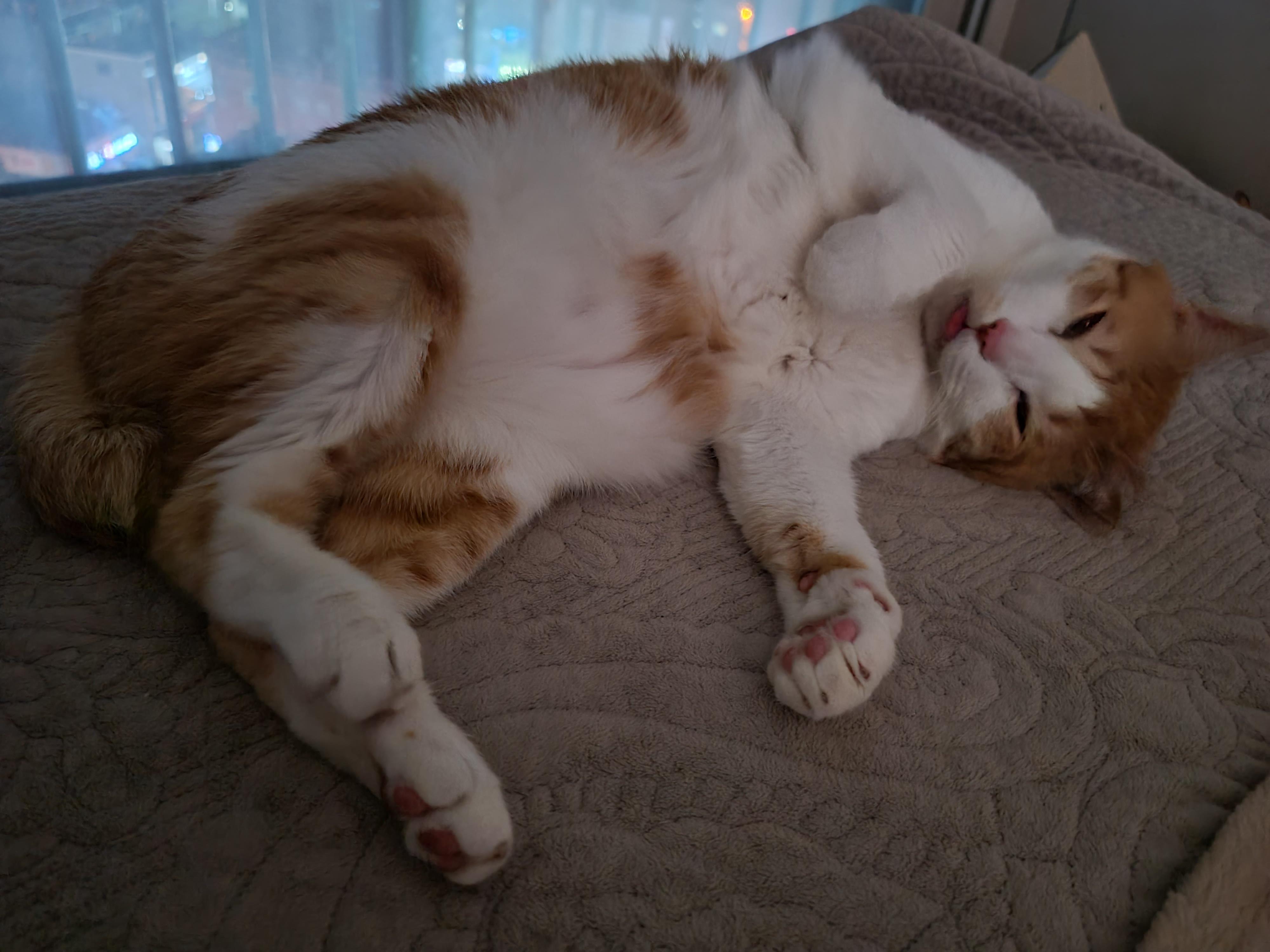 잘때도 귀여운 고양이 막둥이 (feat. 자이언트베이비 삐용)