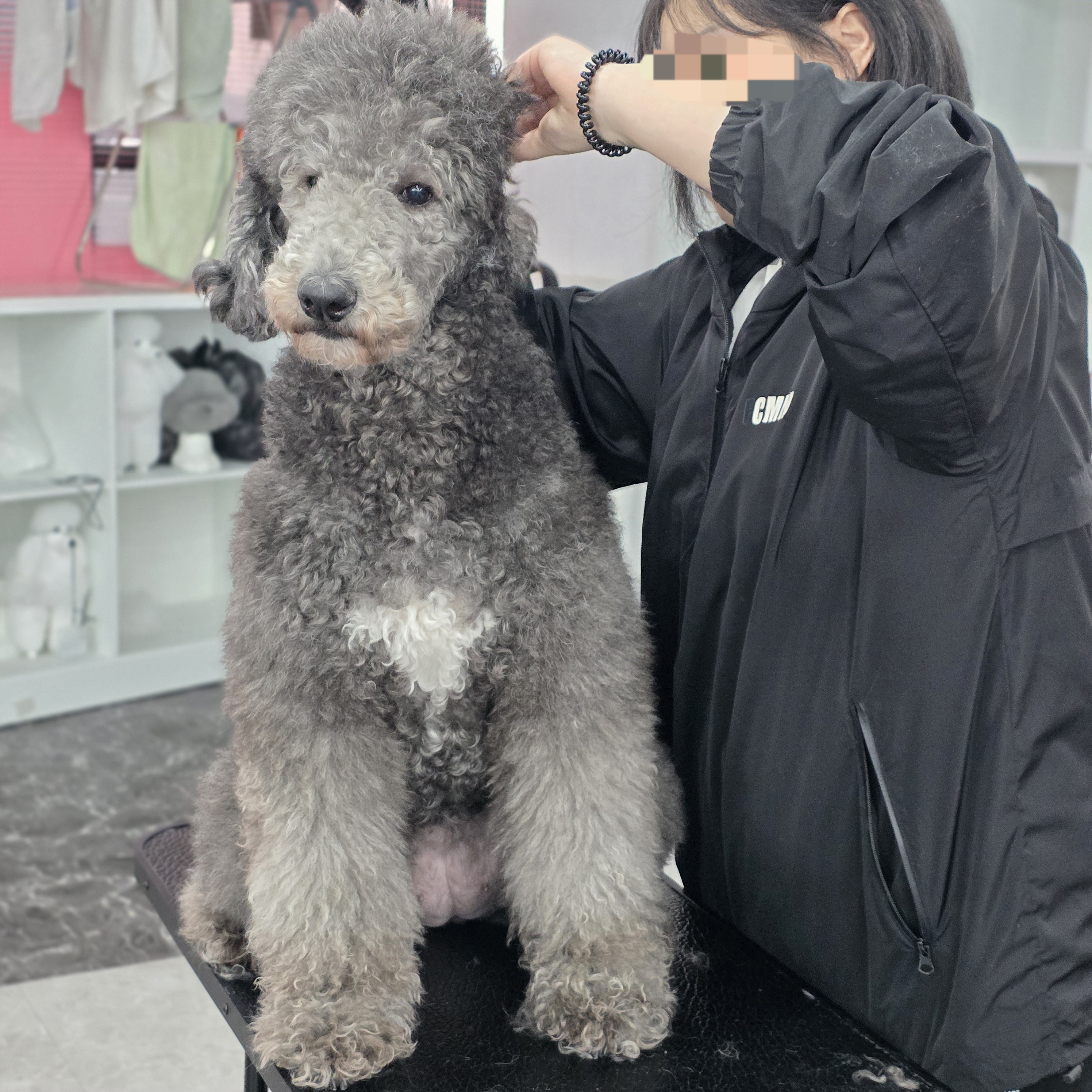 부산진구애견미용학원