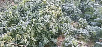 서리 발생 시기 농작물 보온 비닐 덮기 텃밭 관리_13