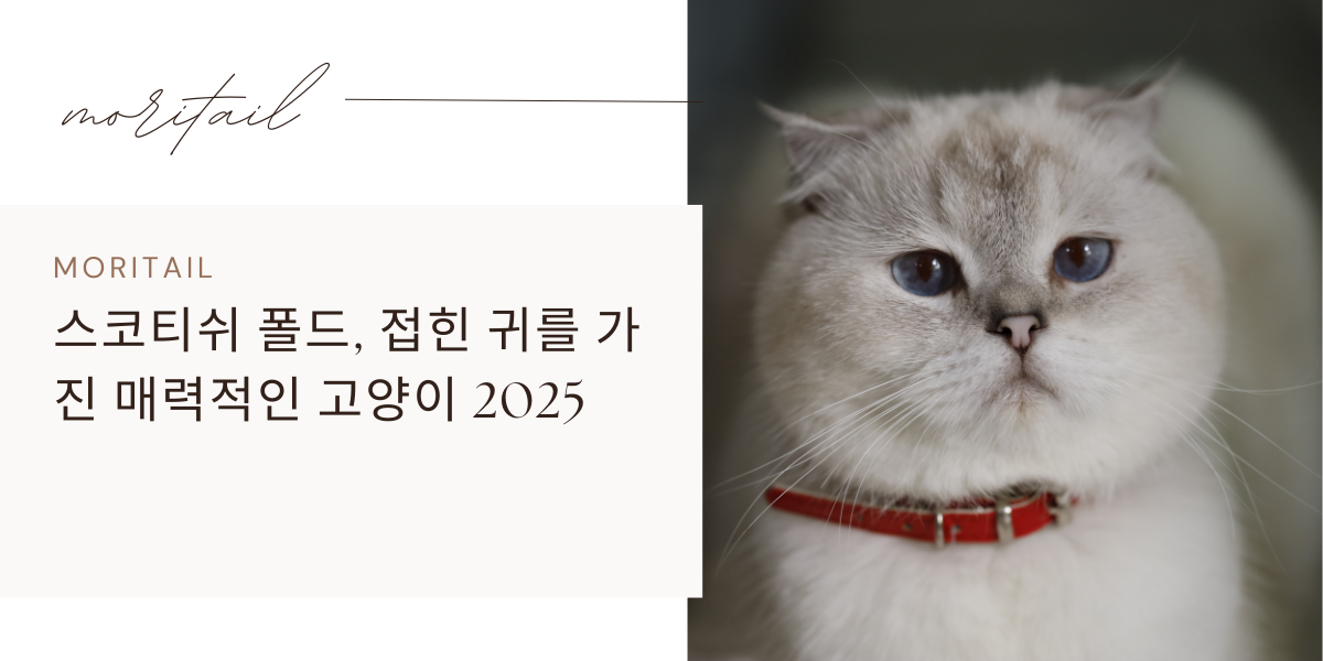 스코티쉬 폴드, 접힌 귀를 가진 매력적인 고양이 2025
