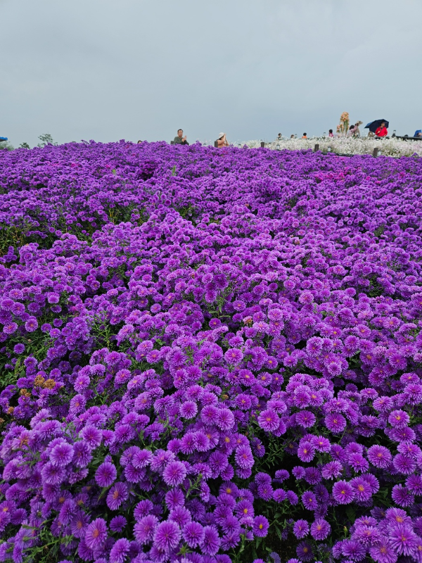 나리공원 꽃축제2
