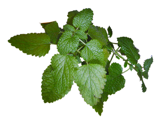 레몬밤효능,레몬밤,레몬밤다이어트,레몬밤먹는법,레몬밤가루,레몬밤성분,레몬밤로즈마린산,로즈마린산