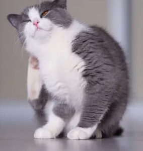 고양이의 음식 알레르기와 아토피성 피부염