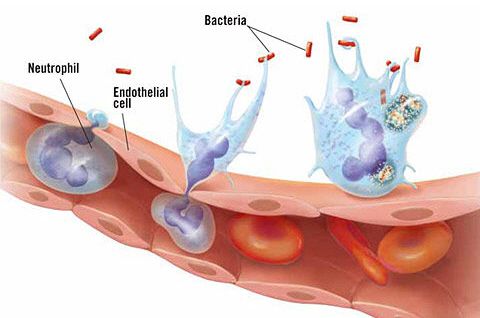 호중구 정상수치