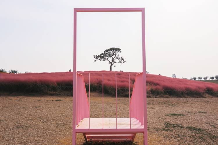 안성팜랜드 코스모스 꽃구경