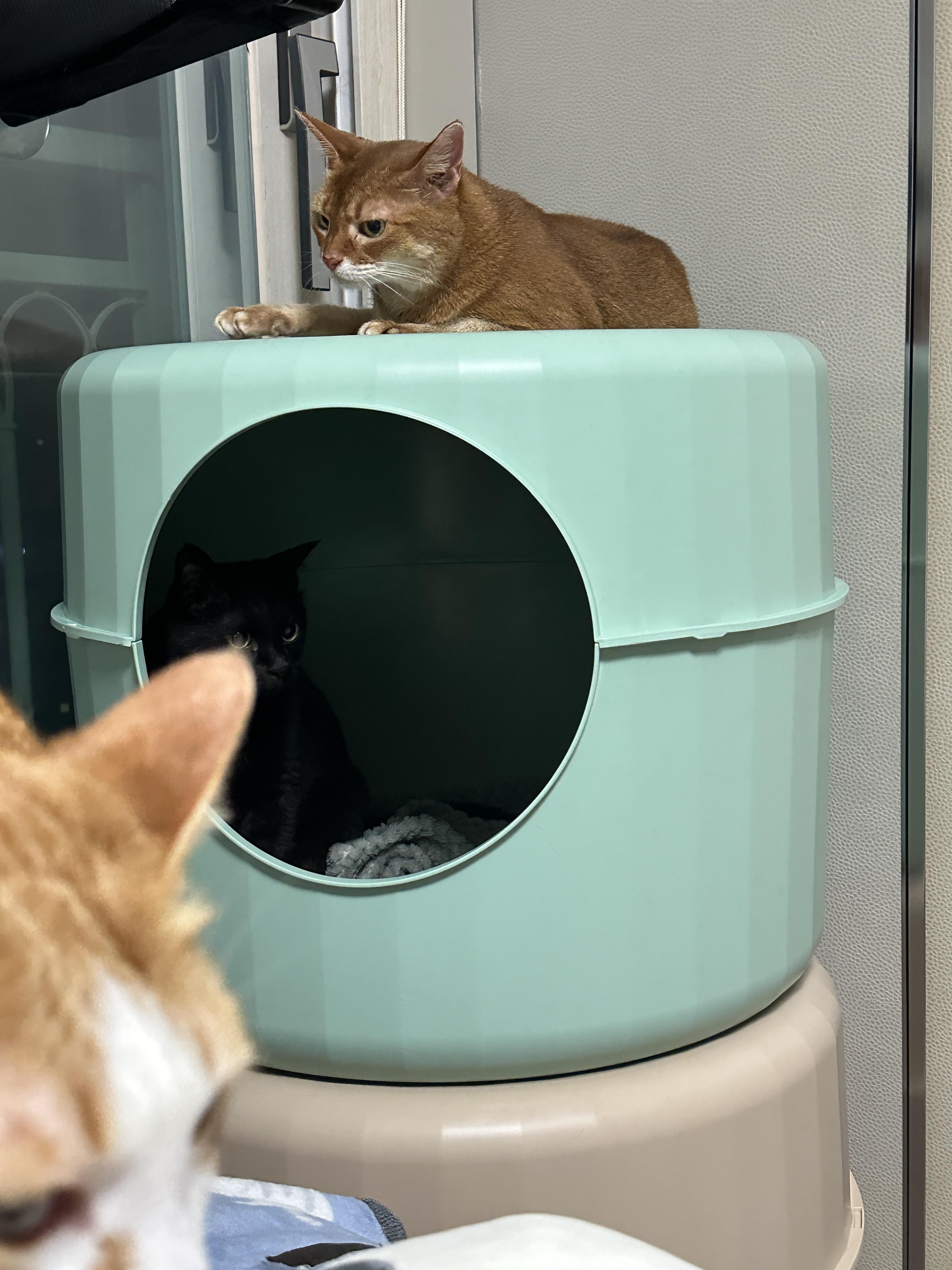 하우스_2층에_들어가_있는_올블랙고양이_건이와_꼭대기에_올라가_있는_아비시니안_루나