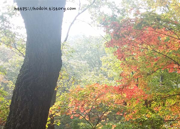 2023년-내장산-단풍-절정-시기